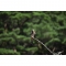Nikon Z 600mm f/4 TC VR S Lens - view 10